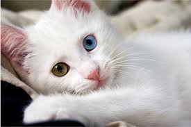 odd eyed cat