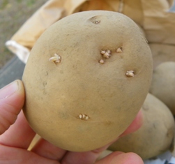 Why do Potatoes Have Eyes | Eyegotcha
